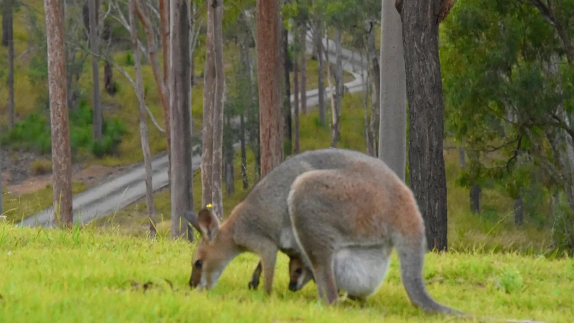 Ketchup'S Bank Glamping Villa Boonah 0*,  Australia